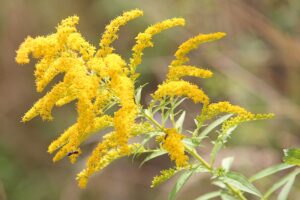 Goldenrod brightens and helps